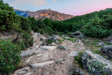 Obraz premium Pines, cistus, granite rocks and Yelmo cliff at The Pedriza Regional Park. Madrid. Spain. Europe.