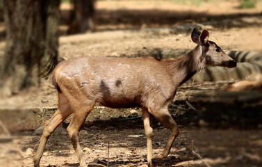 A kind of deer walks by. In the dim background
