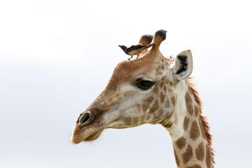 Kruger National Park, South Africa: portrait of a giraffe