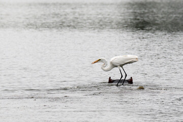 Kruger National Park, South Africa: Great egret fishing off the back of a hippopotamus