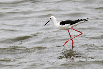 Kruger National Park, South Africa: Black-winged stilt