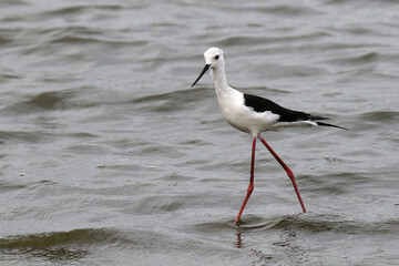 Kruger National Park, South Africa: Black-winged stilt