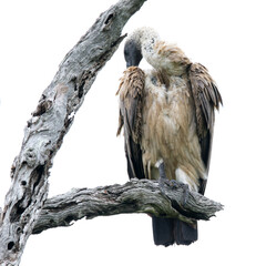 Kruger National Park, South Africa: White-backed vulture grooming