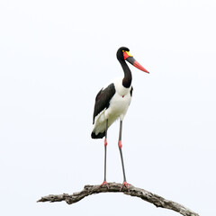 Kruger National Park, South Africa: Saddlebilled stork
