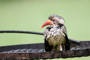 Kruger National Park, South Africa: Red-billed hornbill