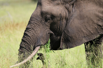 Kruger National Park, South Africa: Elephant grazing on summer growth