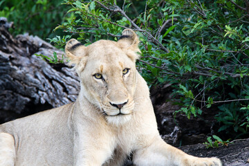 Kruger National Park, South Africa: lioness