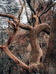 trees and forests of the British countryside. Old oak and pine and elm trees from various spots in...