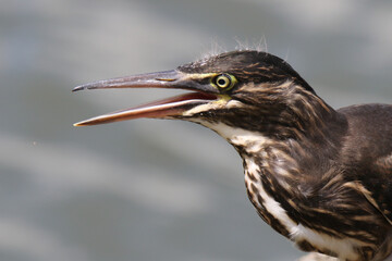 Kruger National Park, South Africa: Juvenile Green-backed heron