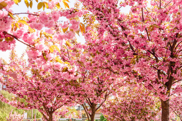 blooming pink sakura tree