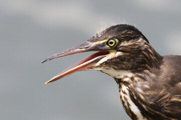 Kruger National Park, South Africa: Juvenile Green-backed heron