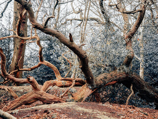 trees and forests of the British countryside. Old oak and pine and elm trees from various spots in Cheshire and around the UK. Some of the trees are covered in Moss and have old gnarled twisted branch