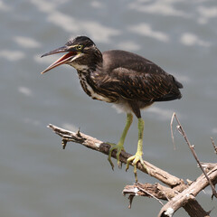 Kruger National Park, South Africa: Juvenile Green-backed heron