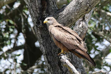 Kruger National Park, South Africa: Yellow-billed kite