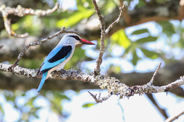 Kruger National Park, South Africa: Woodland kingfisher