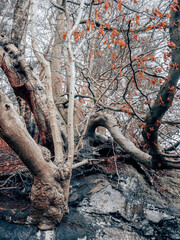 trees and forests of the British countryside. Old oak and pine and elm trees from various spots in Cheshire and around the UK. Some of the trees are covered in Moss and have old gnarled twisted branch