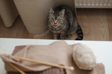 tabby scottish straight cat with funny looking. Cat Portrait. Cute cat indoor shooting.