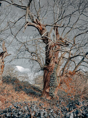 trees and forests of the British countryside. Old oak and pine and elm trees from various spots in Cheshire and around the UK. Some of the trees are covered in Moss and have old gnarled twisted branch