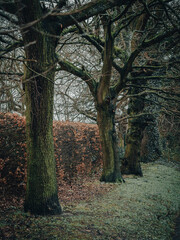 Fototapeta premium trees and forests of the British countryside. Old oak and pine and elm trees from various spots in Cheshire and around the UK. Some of the trees are covered in Moss and have old gnarled twisted branch