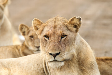 Kruger National Park, South Africa: portrait of a lioness