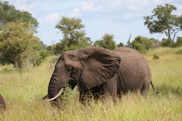 Fototapeta na wymiar Kruger National Park, South Africa: Elephant grazing on summer growth