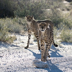 Kgalagadi Transfrontier National Park, South Africa: Cheetah hunting