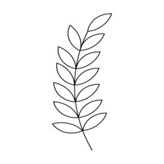 Laurel branch with leaves line art. Flower foliage. Field herbs. Sketch of a garden plant. Hand drawn vector illustration in doodle style. Black and white elegant isolated element.