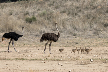 Ostrich in Kgalagadi Park South Africa