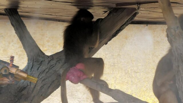 Female mandrill Mandrillus sphinx is sitting on the branch in the zoo