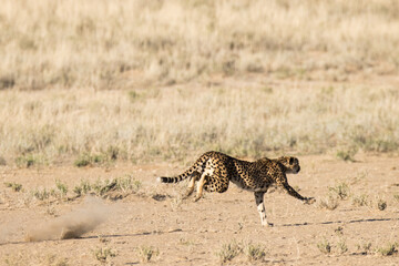 Kgalagadi Transfrontier National Park, South Africa: Cheetah hunting