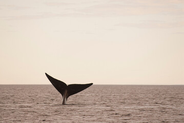Sohutern right whale tail, endangered species, Patagonia,Argentina