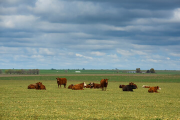 Cattle in Argentine countryside , La Pampa, Argentina.