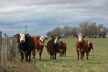 Fototapeta na wymiar Cattle in Argentine countryside , La Pampa, Argentina.