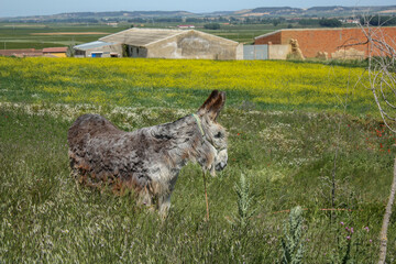Side view of a donkey grazing in the field in the meadows of castilla in Spain with constructions in the background
