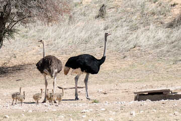 Naklejka premium Ostrich Kgalagadi Park: South Africa