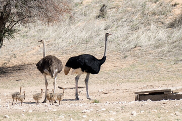  Ostrich Kgalagadi Park: South Africa