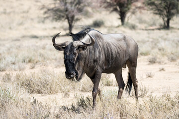 Naklejka na ściany i meble Kgalagadi Transfrontier National Park, South Africa: Blue wildebeest