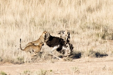 Kgalagadi Transfrontier National Park, South Africa: Cheetah hunting and killing an ostrich