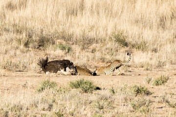 Obraz na płótnie Canvas Kgalagadi Transfrontier National Park, South Africa: Cheetah hunting and killing an ostrich