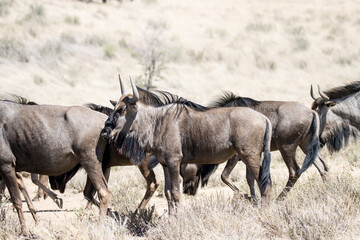 Fototapeta premium Kgalagadi Transfrontier National Park, South Africa: Blue wildebeest