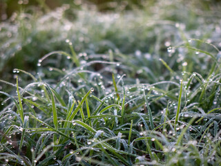 Dew on Grass in the morning