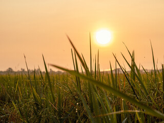 Paddy Field in the morning light during sunrise