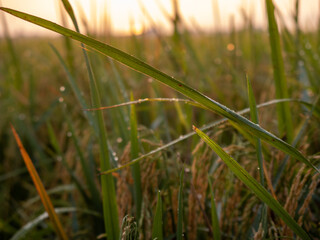 Paddy Field in the morning light during sunrise