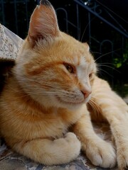 Pensive orange cat