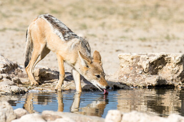Black-backed jackal. Kgalagadi Transfrontier National Park, South Africa