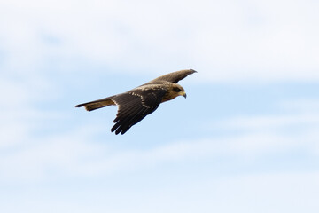 Kgalagadi Transfrontier National Park, South Africa: Black Kite