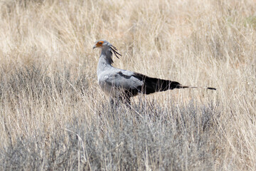 Kgalagadi Transfrontier National Park, South Africa: Secretary Bird