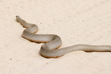 Obraz premium Kgalagadi Transfrontier National Park, South Africa: Molesnake