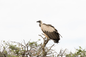 Kgalagadi Transfrontier National Park, South Africa: White-backed vulture