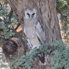 Kgalagadi Transfrontier National Park, South Africa: Verreaux's Eagle-owl